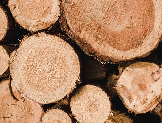 Tartak – Źródło Wyjątkowego Drewna: Buduj Z Zapałem i Odpornością.